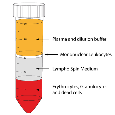 Whole blood after density gradient centrifugation with Lympho Spin. The PBMC can be found on top of the Lympho Spin Medium.