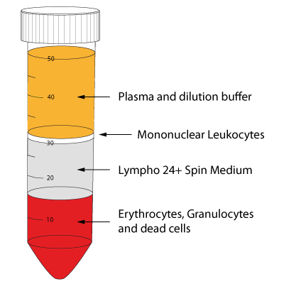 Whole blood after density gradient centrifugation with Lympho 24+ Spin. The PBMC can be found on top of the Lympho 24+ Spin Medium.