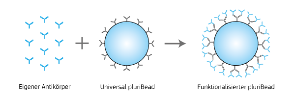 Abbildung 1 zeigt schematisch die Kopplung eigener Antikörper an universal S-pluriBead anti-human. Die S-pluriBeads sind mit einem polyklonalen Sekundärantikörper funktionaliert. Der Sekundärantikörper bindet spezifisch Antikörper, die in Mensch (Host) hergestellt wurden. Im Anschluss an das Kopplungsprotokoll können die funktionalisierten pluriBeads beispielsweise für die Zellisolation oder Zellanreicherung eingesetzt werden.