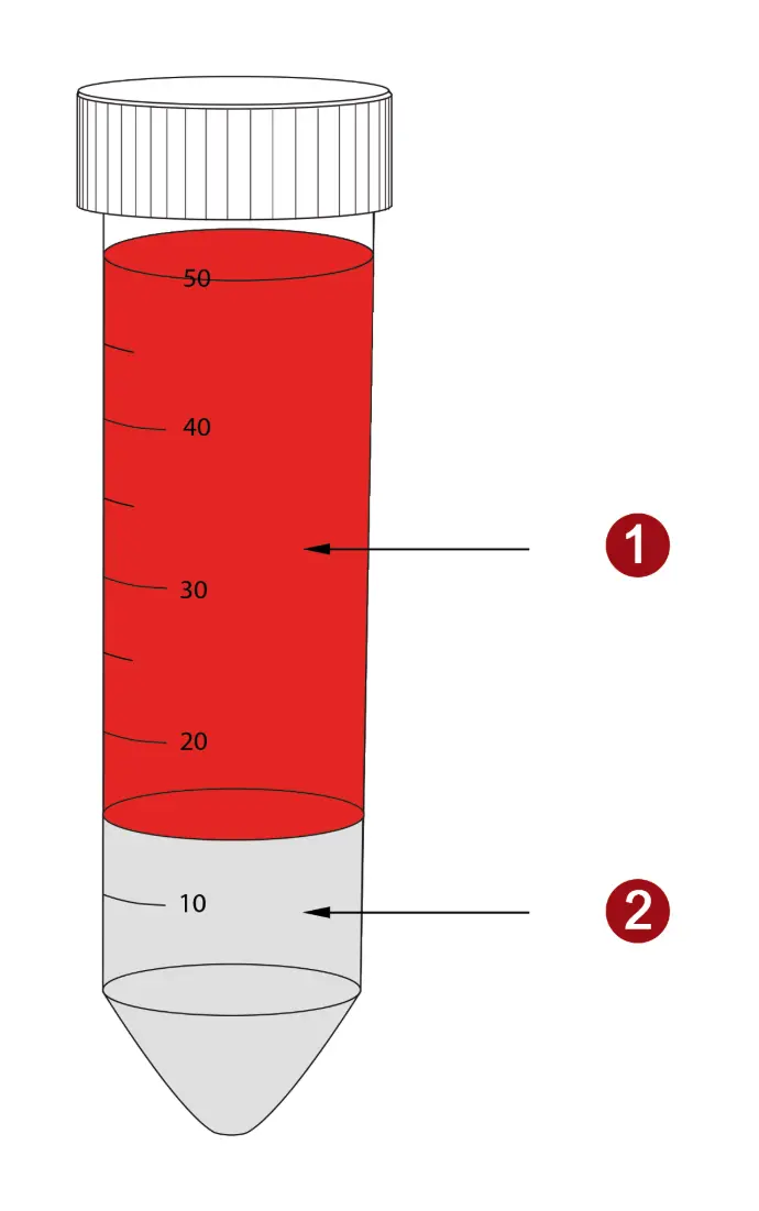 Vollblut auf Dichtegradientenmedium geschichtet PBMC Vorbereitung mit PBMC Spin Medium. Das Probenmaterial (1) wird vorsichtig auf das Dichtemedium (2) gegeben.